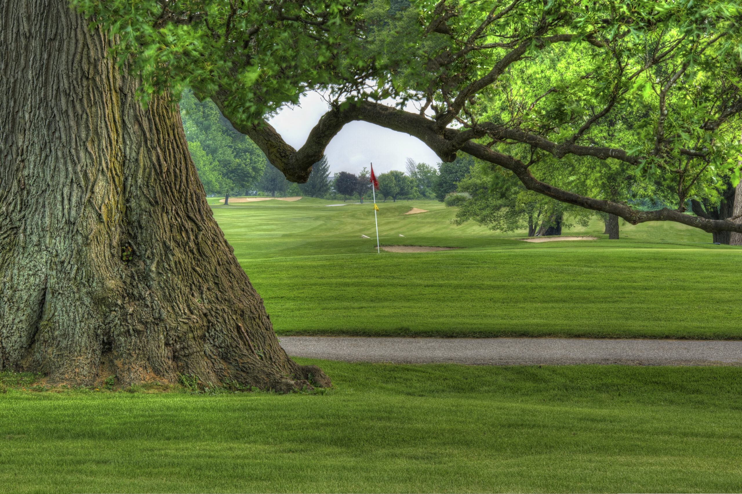 CA 11 GC IN 1 tree Gold1995_6_7_tonemapped_tonemapped